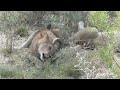 Lion eating Lion eating