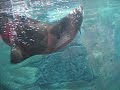 Leao Marinho...no Aquario de Santos 