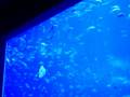 Georgia Aquarium II Nov. 8, 2008