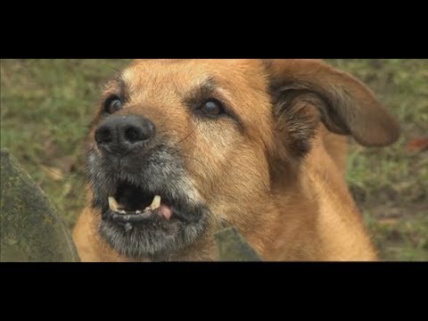 Hundeangriffe: Warum Hunde manchmal aus heiterem Himm ...