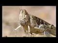 Aerial Marathon - Fight of the Fittest Locust