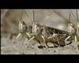Aerial Marathon - Fight of the Fittest