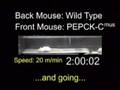 Genetically Modified Mice