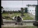 Panda Wakeham
