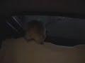 roxy-and-the-evil-windshield-wipers.html