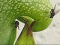 darlingtonia insectes darlingtonia insectes
