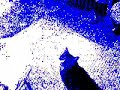 Telepathic Cat Telepathic Cat