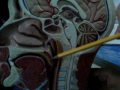 respiratory system