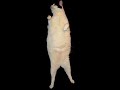 kitty cat dance