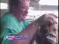 Greyhound Rescue