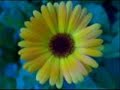 The story of Nature(music by eric chiryoku)