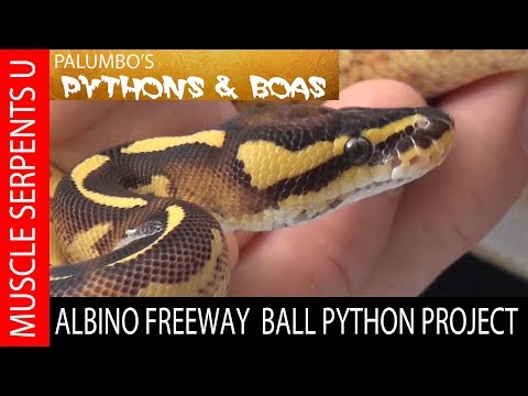 YouTube reptile video