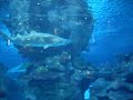 SHEM AND AMY XX sharks we swam with at blue planet aquarium
