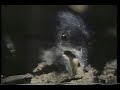Araņa Pollito: World\ Araņa Pollito: World\