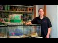 Pet Rodents : Buying Gerbils