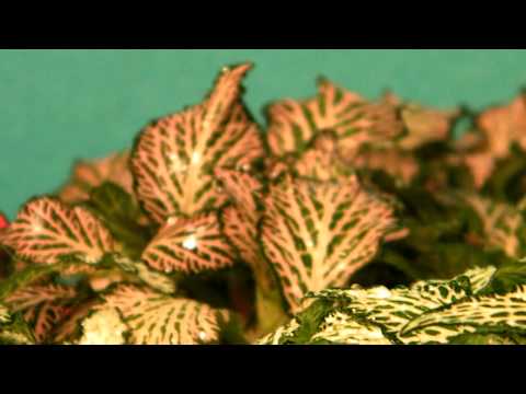 how to plant a fittonia