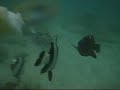 20070722@沙巴餵魚仔~
