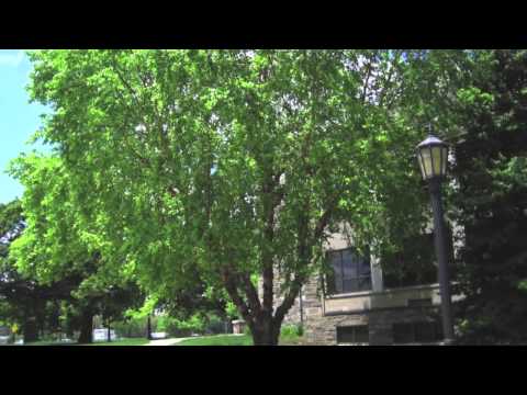 how to fertilize river birch trees