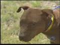 Clinton Portis defends Michael Vick Clinton Portis defends Michael Vick