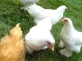 chicken yard chicken yard