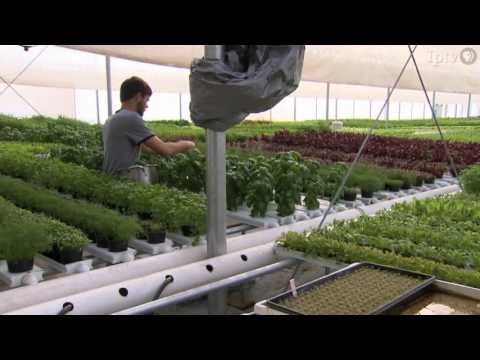 how to grow garlic in iowa