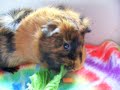 Basil the Guinea Pig Eating