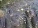 TONS of Japanese Crazy Koi!!! TONS of Japanese Crazy Koi!!!