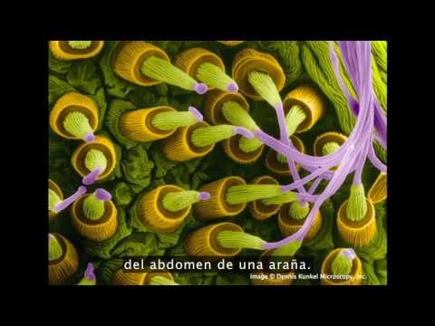 tedsalon - Cómo pueden construir los arquitectos un mundo nuevo de belleza sostenible? Aprendiendo de la Naturaleza. En el TEDSalon de Londres Michael Pawlyn describe ...