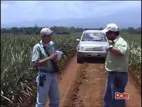 how to harvest pineapple