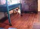 Oliver in his pen! g Oliver in his pen! g