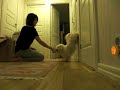havanais is standing on his front paws