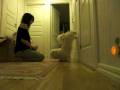 videos de Bichon havanaise in action