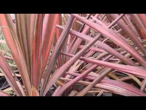 how to care for new zealand flax