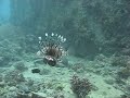 Red Sea Dive PADI Travel