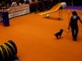 POE en una Exhibicio d'Agility (12.10.08)