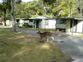 big kangaroo big kangaroo