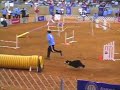 2008 AKC Nationals 16