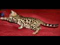 videos de Unique Prints Cattery
