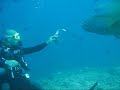 Maldive Napoleone A Shark Tilla Napoleon Fish