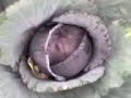 Click here to watch this video PUPUK ORGANIK PERTANIAN SUPER WWW.VEDAGRO.CO.CC
