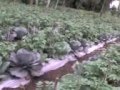 PUPUK ORGANIK PERTANIAN SUPER WWW.VEDAGRO.CO.CC