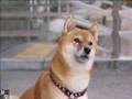 はなちゃんの オシャベリ