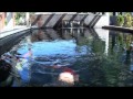 Nexus Koi Pond - Mystic Koi