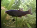 Young tench in my Cold water fish tank/ Schleie im Aquarium [3/3]