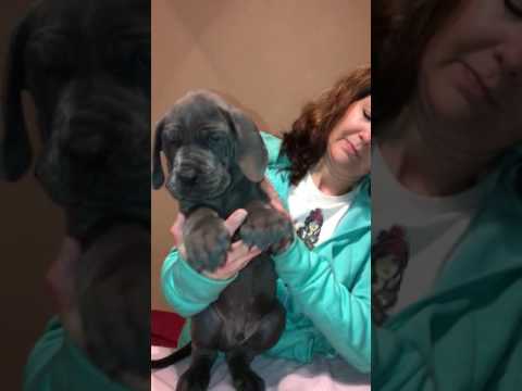 DARK BLUE COLLAR. BLUE GD MALE