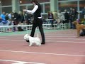 Puppy Best In Show III - Assoll Vilniaus Vesta at dog show