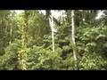 videos de Costa Rica Pura Vida 3 of 4