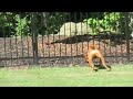 Ferocious Boxer Chases Turtle From Yard
