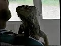 Bob Cute Iguana Footage