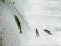 FATASTIC FISH